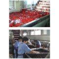 Fruit Lifting Washing Sorting Combiner